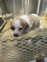Harley, a male Pekingese and Miniature Dachshund for sale in Mount Pleasant, IA – 4 of 4