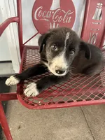 Farmer, a male Border Collie and Great Pyrenees for sale in Mount Pleasant, IA – 2 of 3