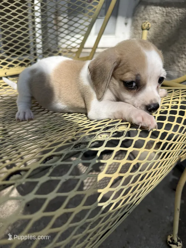 Harley – Pekingese, Miniature Dachshund puppy for sale in Mount Pleasant, IA