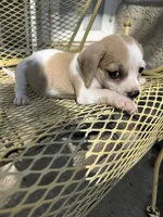 Harley, a male Pekingese and Miniature Dachshund for sale in Mount Pleasant, IA – 1 of 4