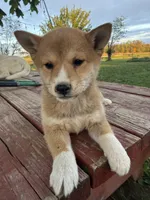 Ginger, a female Shiba Inu for sale in Mount Pleasant, IA – 2 of 2