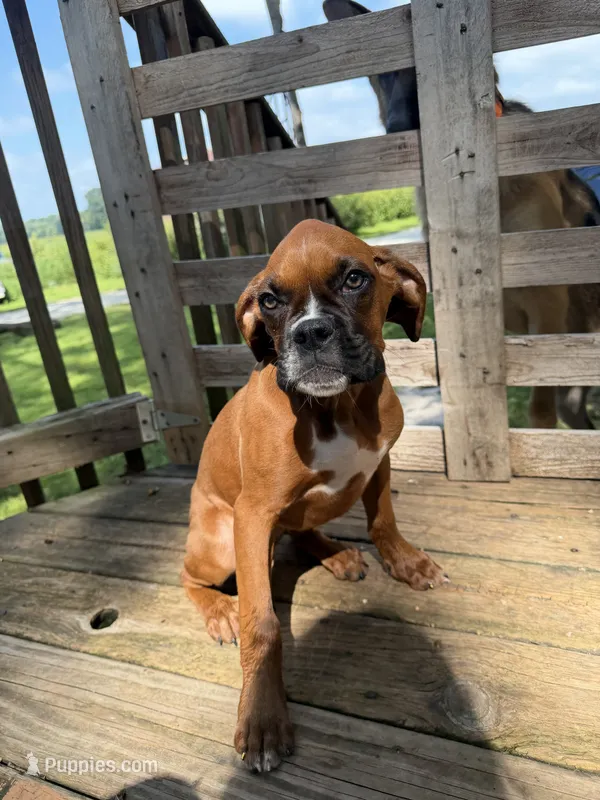 Bella – Boxer puppy for sale in Mount Pleasant, IA