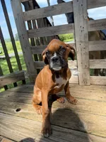 Bella, a female Boxer for sale in Mount Pleasant, IA – 1 of 1
