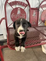 Farmer, a male Border Collie and Great Pyrenees for sale in Mount Pleasant, IA – 3 of 3