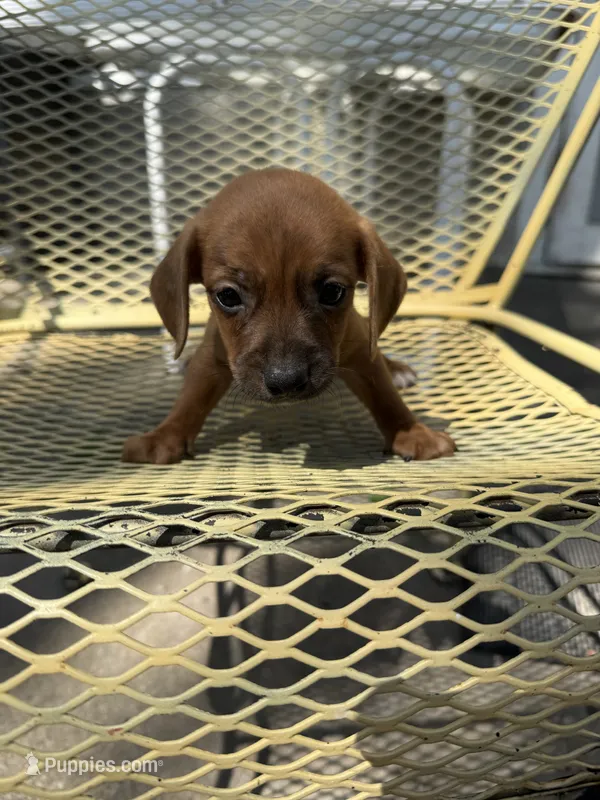 Archie – Pekingese, Miniature Dachshund puppy for sale in Mount Pleasant, IA