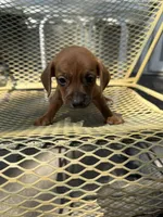 Archie, a male Pekingese and Miniature Dachshund for sale in Mount Pleasant, IA – 1 of 4