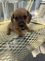 Scout, a male Pekingese and Miniature Dachshund for sale in Mount Pleasant, IA – 3 of 3