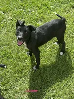 Kia, a female Australian Shepherd and Border Collie for sale in Mount Pleasant, IA – 1 of 4