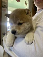 Hudson , a male Shiba Inu for sale in Mount Pleasant, IA – 2 of 4