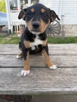 Dolly, a female Australian Shepherd and Border Collie for sale in Mount Pleasant, IA – Photo 2 of 4
