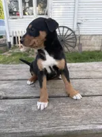 Dolly, a female Australian Shepherd and Border Collie for sale in Mount Pleasant, IA – Photo 4 of 4