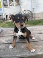 Dolly, a female Australian Shepherd and Border Collie for sale in Mount Pleasant, IA – Photo 1 of 4