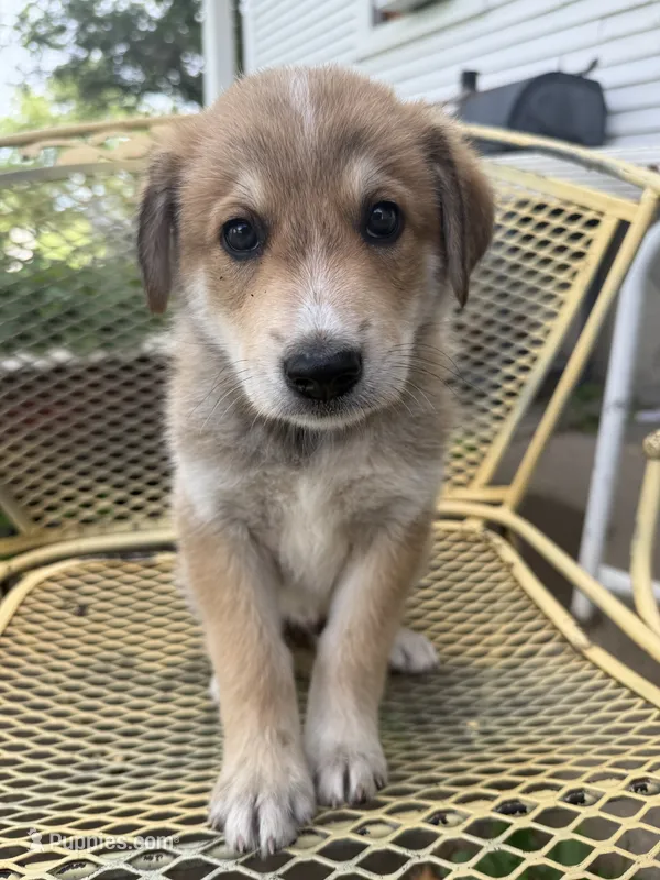 Hogan – Border Collie, Great Pyrenees puppy for sale in Mount Pleasant, IA