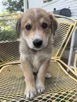 Hogan, a male Border Collie and Great Pyrenees for sale in Mount Pleasant, IA – 1 of 4