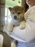 Hudson , a male Shiba Inu for sale in Mount Pleasant, IA – 3 of 4