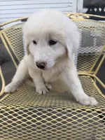 Hogan , a male Great Pyrenees for sale in Mount Pleasant, IA – 2 of 3