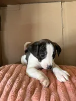 processed/6f37a902-2243-432b-b3ad-b0ab592c5597/listing/c7eb726c-ff1f-450b-b0db-5c457ecb4faf/3e6736c5-c46e-40b7-a4bf-d12d593160a4