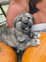 Atlas, a male Shiba Inu for sale in Mount Pleasant, IA – Photo 5 of 5