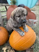 Atlas, a male Shiba Inu for sale in Mount Pleasant, IA – Photo 3 of 5