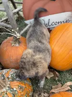 Atlas, a male Shiba Inu for sale in Mount Pleasant, IA – Photo 4 of 5