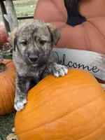 Atlas, a male Shiba Inu for sale in Mount Pleasant, IA – Photo 2 of 5