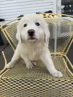 Hogan , a male Great Pyrenees for sale in Mount Pleasant, IA – 3 of 3