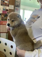 Hudson , a male Shiba Inu for sale in Mount Pleasant, IA – 1 of 4