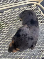 Ritzie, a female Miniature Dachshund for sale in Mount Pleasant, IA – 3 of 4