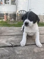 Fallon , a female Australian Shepherd and Border Collie for sale in Mount Pleasant, IA – Photo 3 of 4
