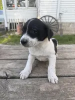 Fallon , a female Australian Shepherd and Border Collie for sale in Mount Pleasant, IA – Photo 2 of 4