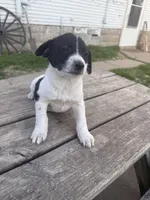Fallon , a female Australian Shepherd and Border Collie for sale in Mount Pleasant, IA – Photo 4 of 4