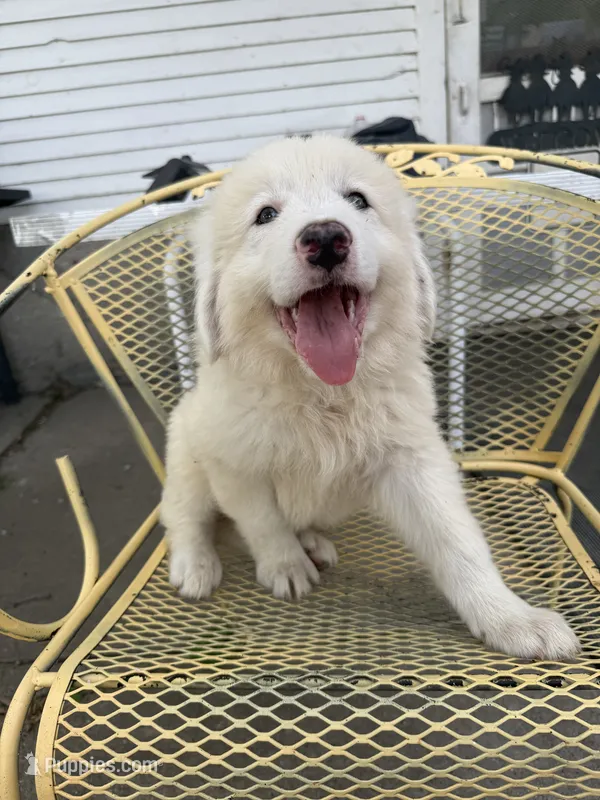 Kyzer  – Great Pyrenees puppy for sale in Mount Pleasant, IA
