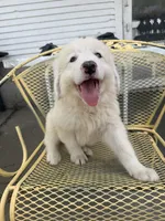 Kyzer , a male Great Pyrenees for sale in Mount Pleasant, IA – 1 of 3