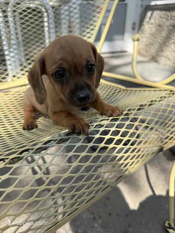 Scout – Pekingese, Miniature Dachshund puppy for sale in Mount Pleasant, IA