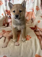 Clancey , a male Shiba Inu for sale in Mount Pleasant, IA – 3 of 4