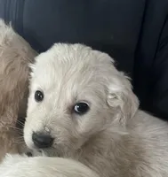 Sweetie, a male Australian Shepherd and Golden Retriever for sale in Mount Pleasant, IA – Photo 2 of 9