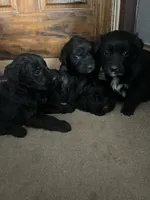 Sweetie, a male Australian Shepherd and Golden Retriever for sale in Mount Pleasant, IA – Photo 8 of 9