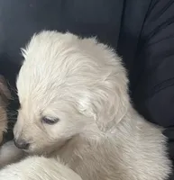 Sweetie, a male Australian Shepherd and Golden Retriever for sale in Mount Pleasant, IA – Photo 1 of 9