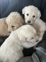 Sweetie, a male Australian Shepherd and Golden Retriever for sale in Mount Pleasant, IA – Photo 6 of 9