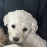 Sweetie, a male Australian Shepherd and Golden Retriever for sale in Mount Pleasant, IA – Photo 3 of 9