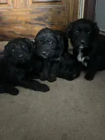 Sweetie, a male Australian Shepherd and Golden Retriever for sale in Mount Pleasant, IA – Photo 9 of 9