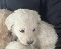 Sweetie, a male Australian Shepherd and Golden Retriever for sale in Mount Pleasant, IA – Photo 4 of 9