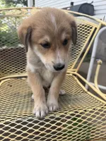 Hogan, a male Border Collie and Great Pyrenees for sale in Mount Pleasant, IA – 2 of 4