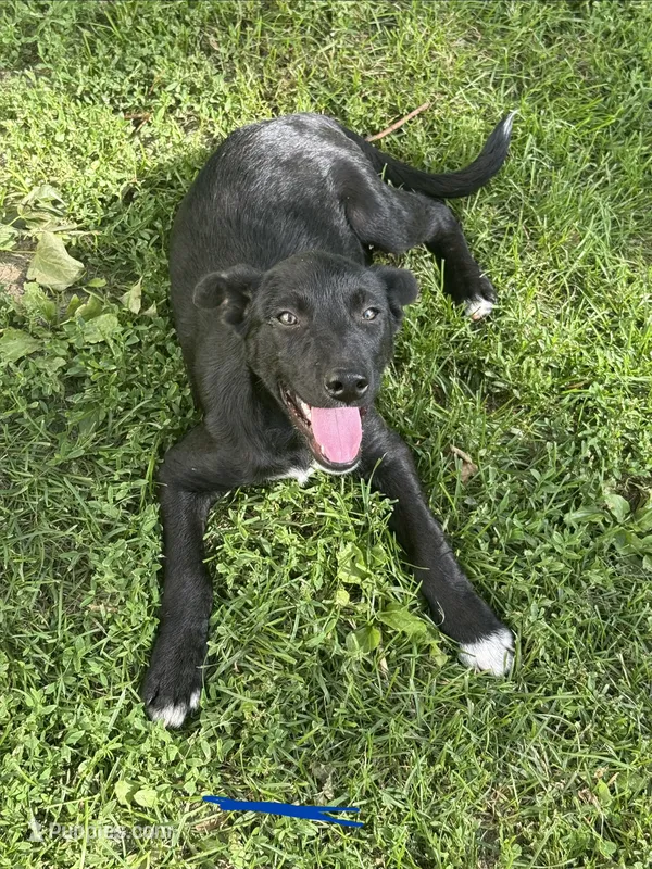 Sam – Australian Shepherd, Border Collie puppy for sale in Mount Pleasant, IA
