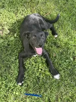 Sam, a male Australian Shepherd and Border Collie for sale in Mount Pleasant, IA – 1 of 4