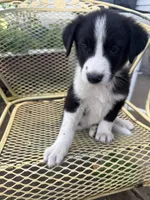 Farmer, a male Border Collie and Great Pyrenees for sale in Mount Pleasant, IA – 2 of 4