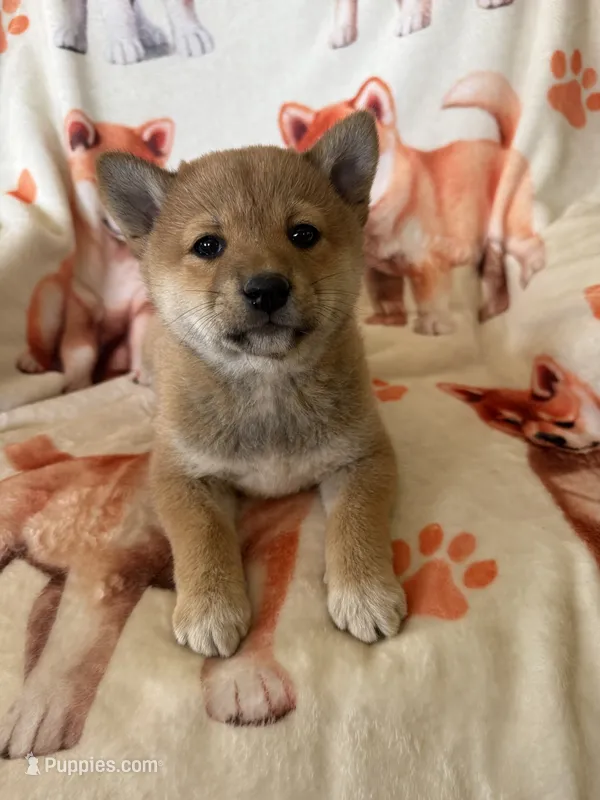 Hiro – Shiba Inu puppy for sale in Mount Pleasant, IA