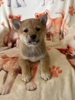 Hiro, a male Shiba Inu for sale in Mount Pleasant, IA – 1 of 2