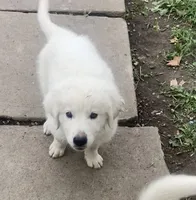 Titan, a male Great Pyrenees for sale in Mount Pleasant, IA – 3 of 4