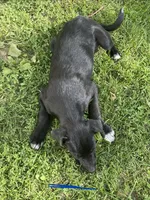 Sam, a male Australian Shepherd and Border Collie for sale in Mount Pleasant, IA – 3 of 4